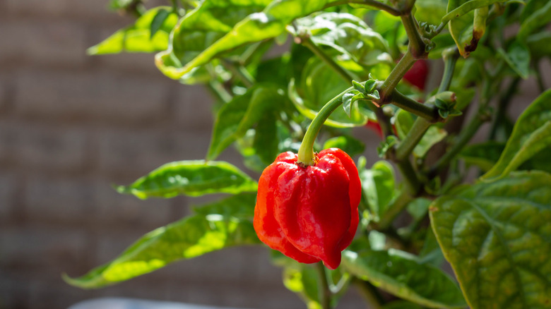 Capsicum chinense 'Carolina Reaper'