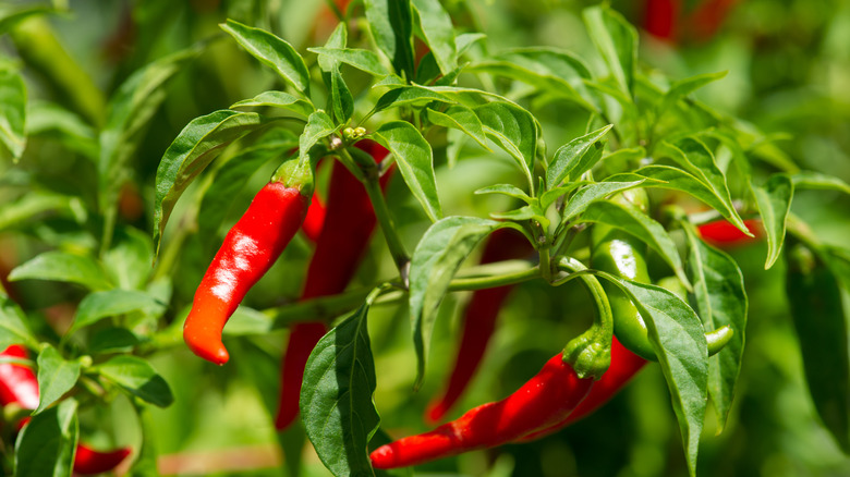 Cayenne Capsicum annuum Longum group