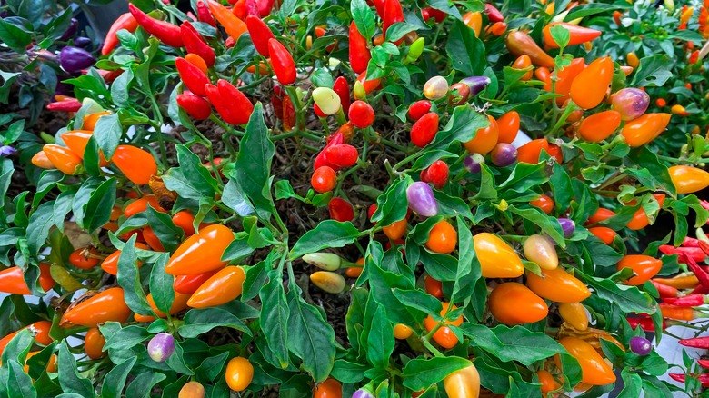 Capsicum annuum 'Chinese Five Color'