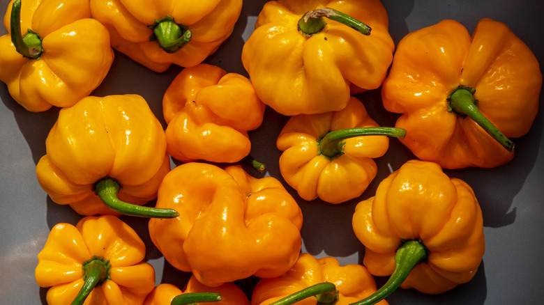 Capsicum chinense 'Scotch Bonnet'