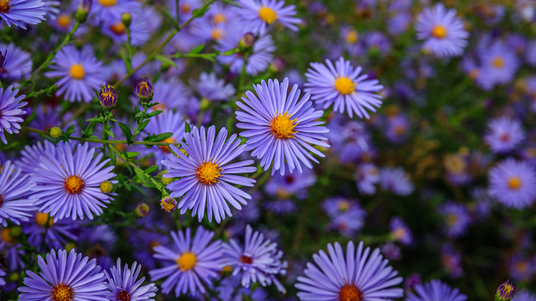 Blue aster flowers