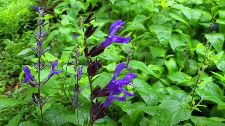 Black and blue sage flowers