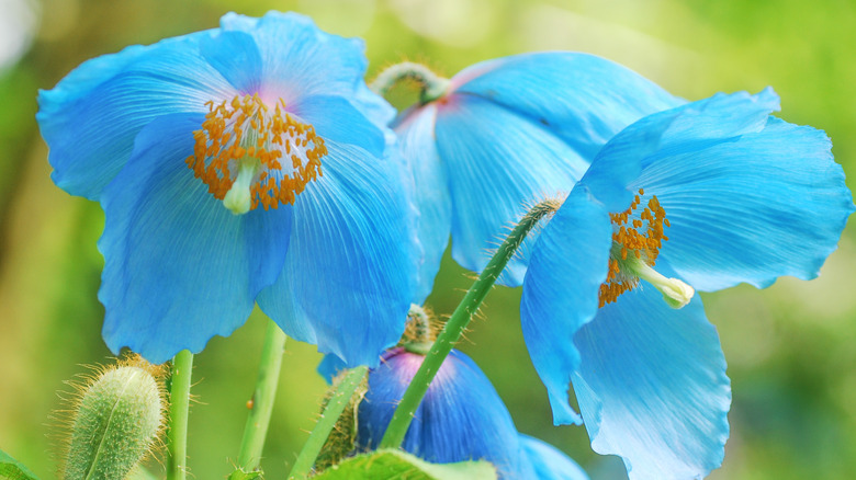 Himalayan blue poppy