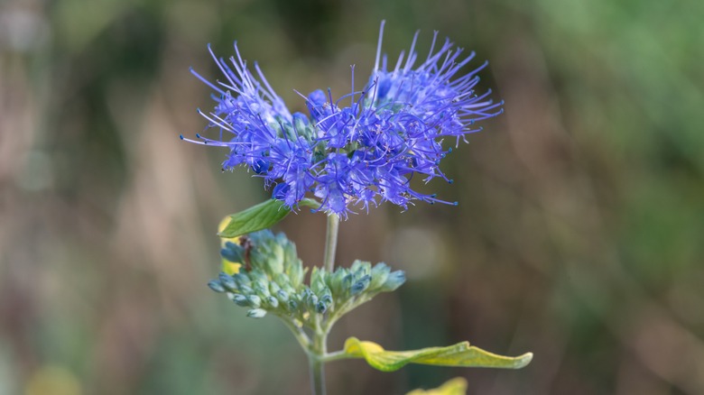 Single bluebeard flower