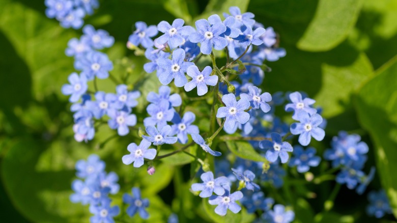 Brunnera flowers