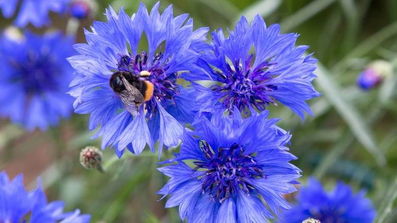 Bee on a cornflower