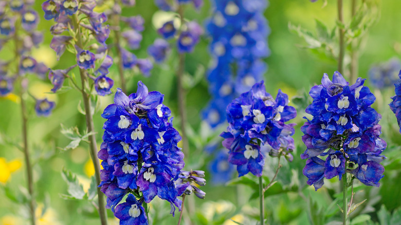 Blue delphinium flowers