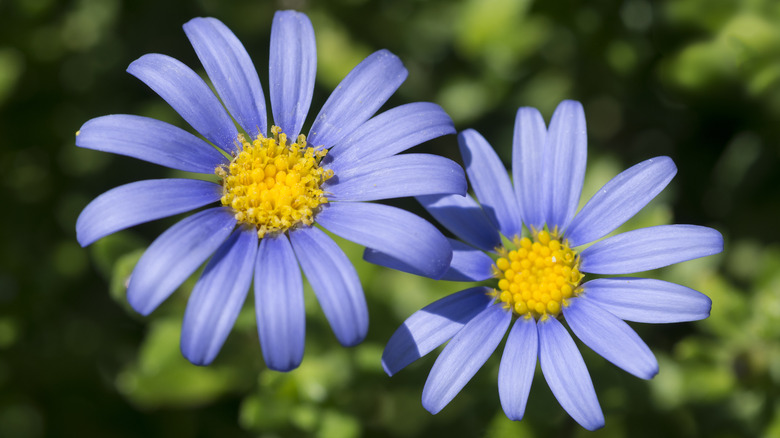 two Felicia daisies close up