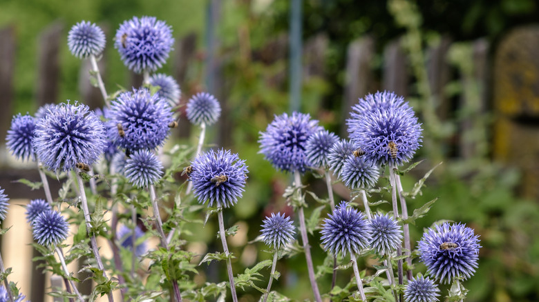 Blue globe thistle flowers