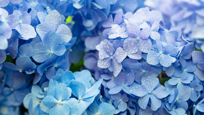 Blue Hydrangea flowers