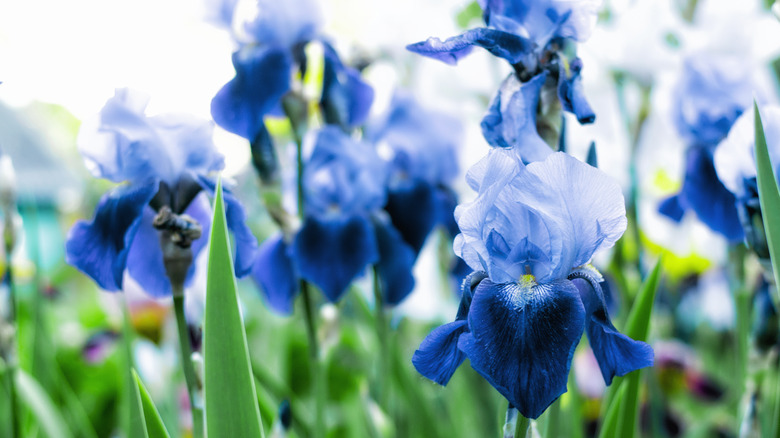 Blue irises