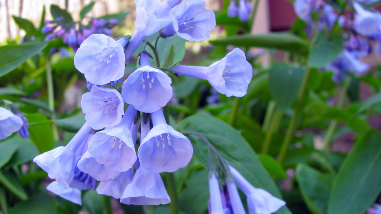 Virginia bluebells in a garden