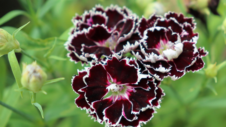 3 burgundy and white carnations