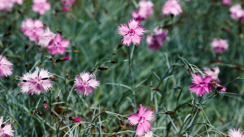 Cottage pink flowers