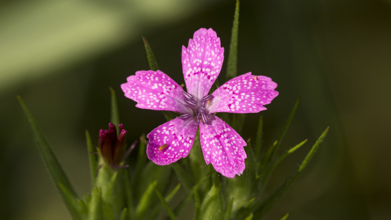 Single pink, white-spotted carnation