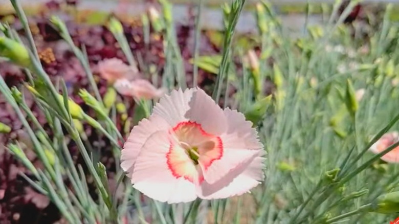 White carnation with peachy center