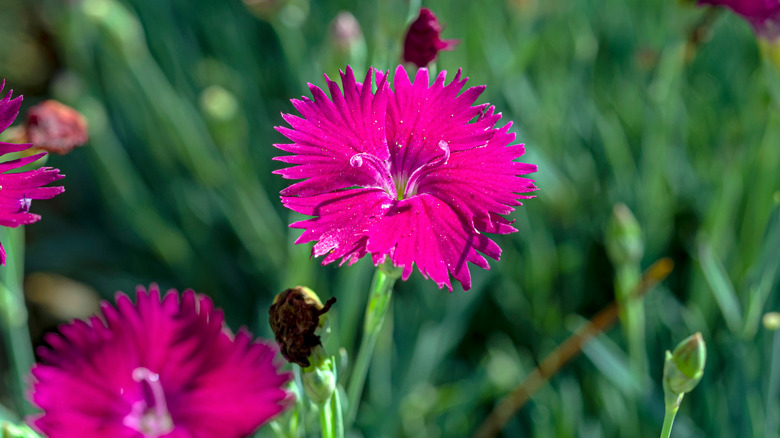 Single hot pink carnation