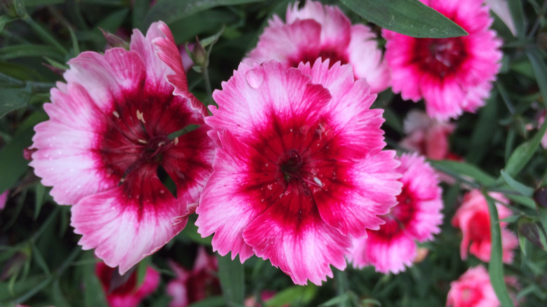 Pink and crimson carnations 