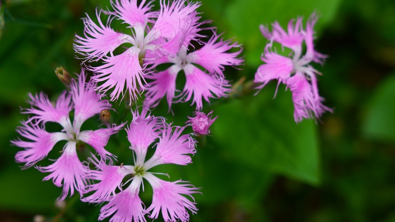 Cluster of pink feathered carnations