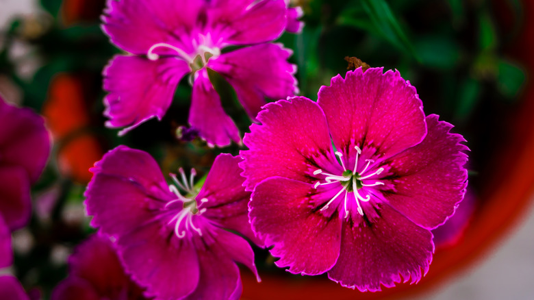 Fucshia and hot pink carnation