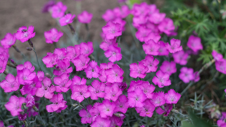 Patch of bright purple carnations