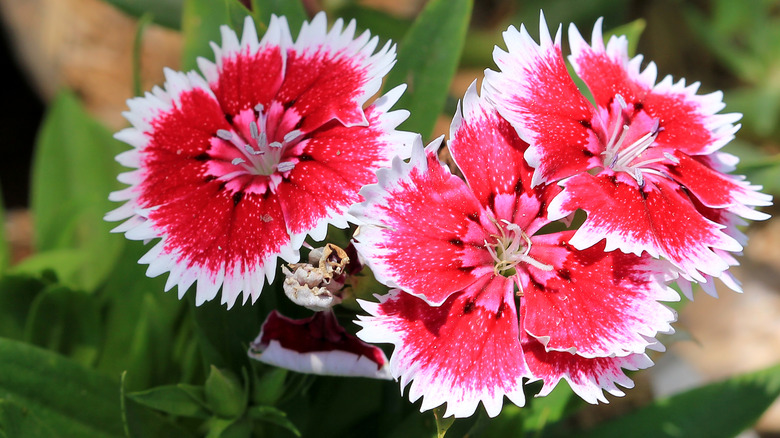 Hot pink white fringed carnations