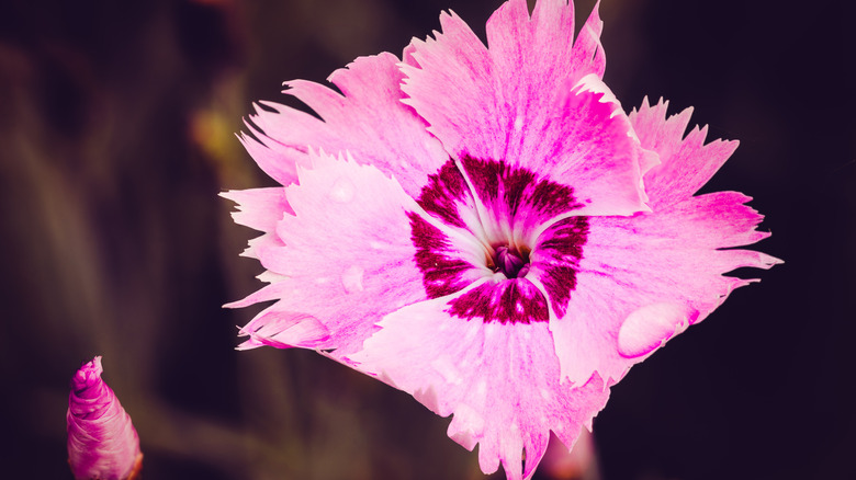 Bright pink single flower carnation