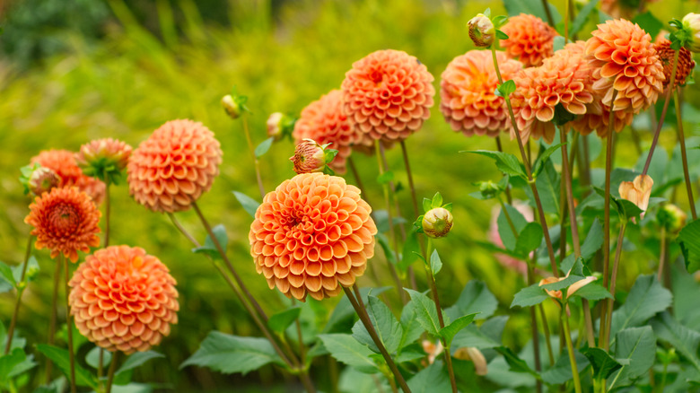 orange dahlia flowers