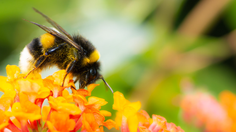 orange lantana flowers with bee