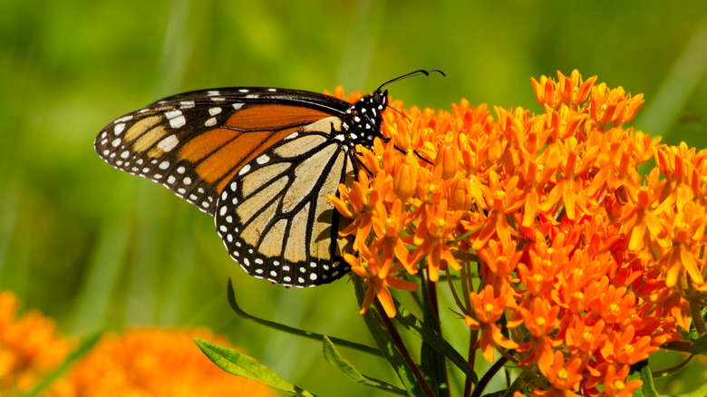 butterfly on orange flower