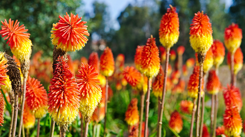 red hot poker flowers