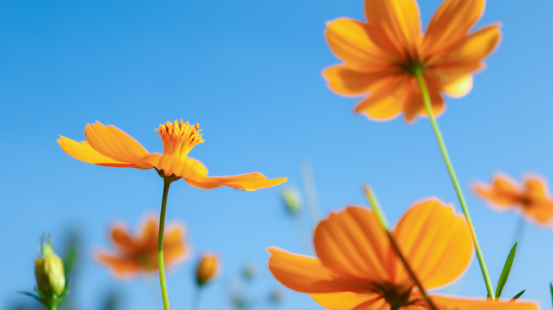 orange cosmos flower against sky