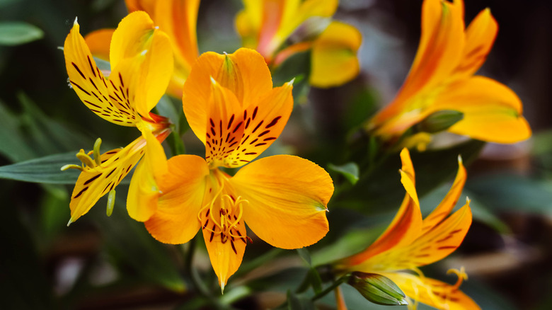 orange alstroemeria flowers