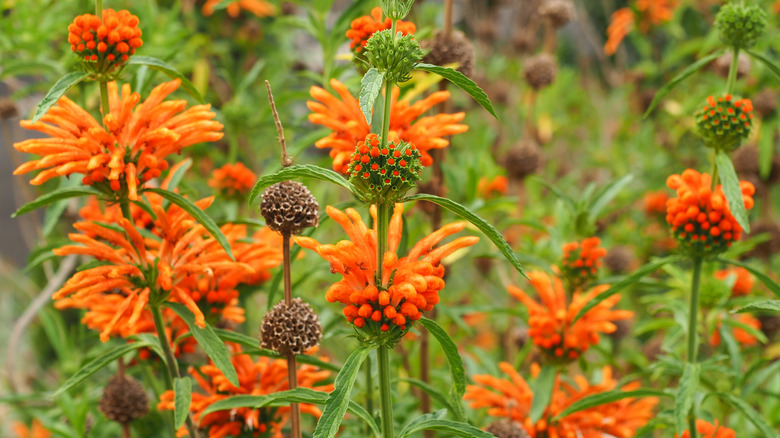 range lion's tail flowers