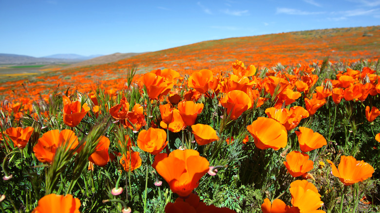 orange california poppies covering field