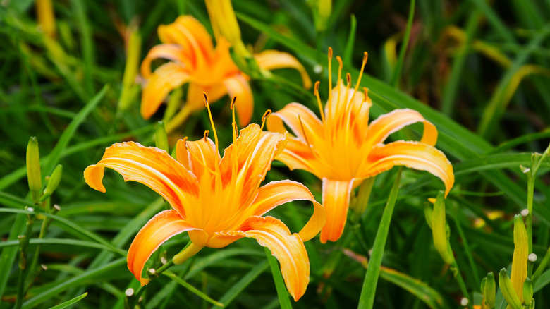 orange daylilies