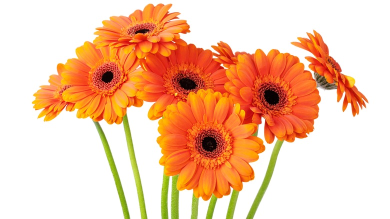 orange gerbera daisies