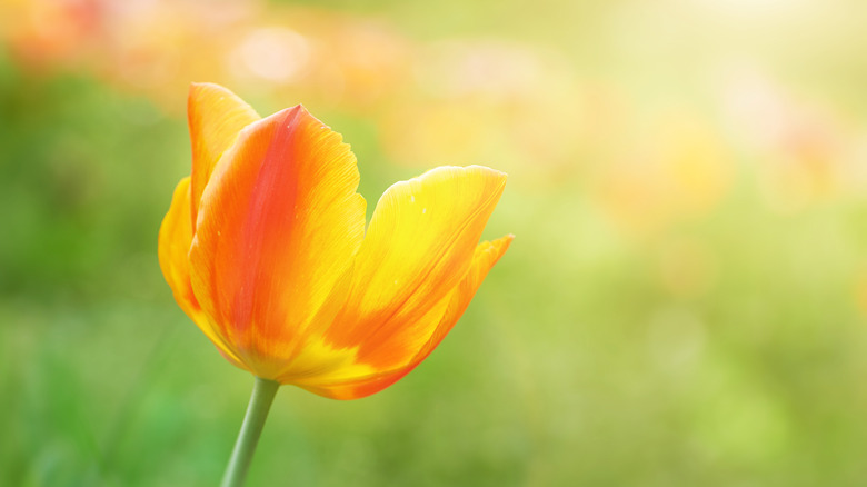 orange tulip close up