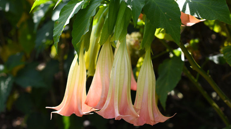 Brugmansia flowers