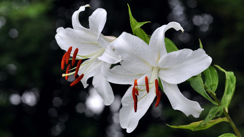 Lilium 'White House' flower
