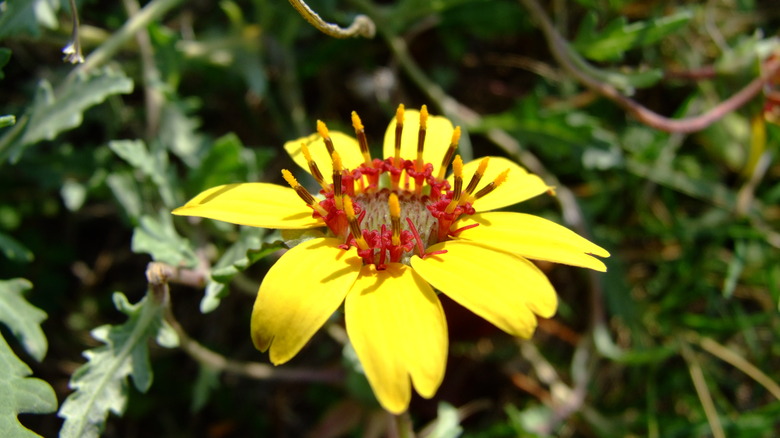 Chocolate flower in bloom