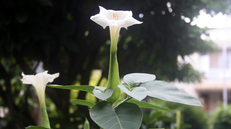 datura flower blossom