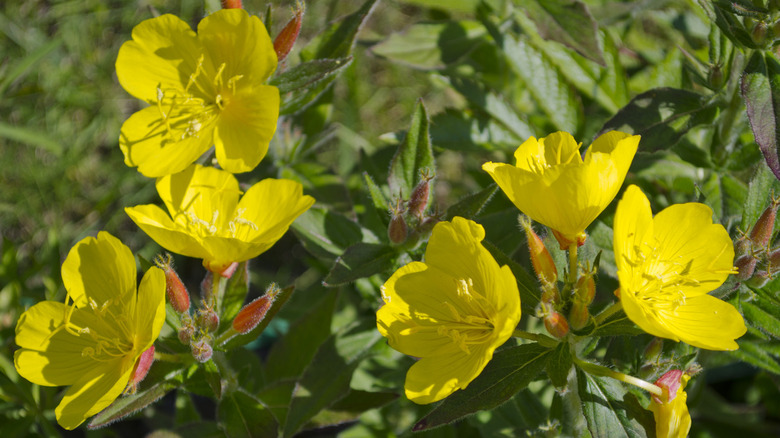 Flowers of evening primrose