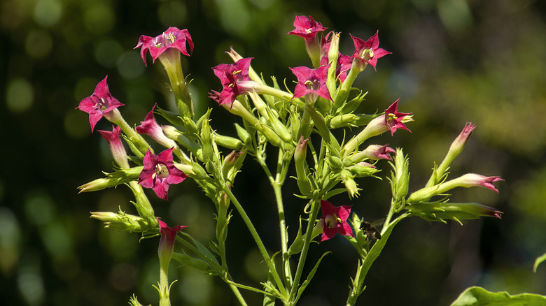 Pink flowers of nicotiana tabacum