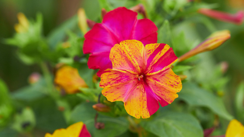 Colorful flowers of mirabilis jalapa