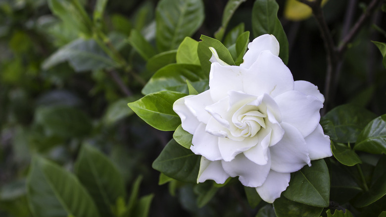 Gardenia jasminoides flower