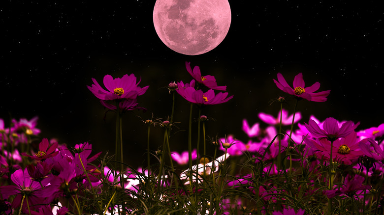 18 Night-Blooming Flowers for Your Moon Garden