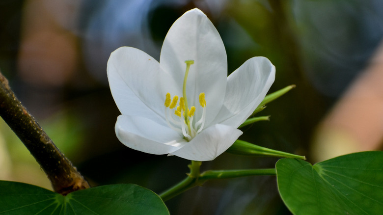 White flowers of mock-orange