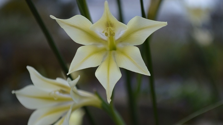 Gladiolus tristis flowers