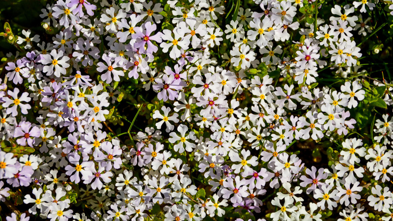 night phlox